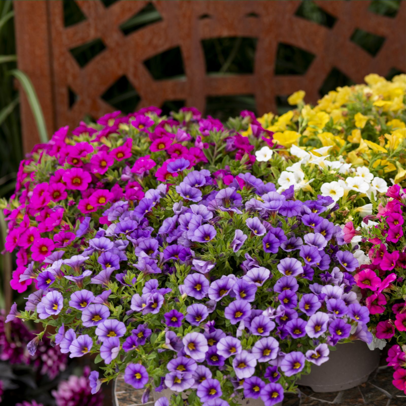 Thompson & Morgan 24 Garden Ready Plants + Incredibloom