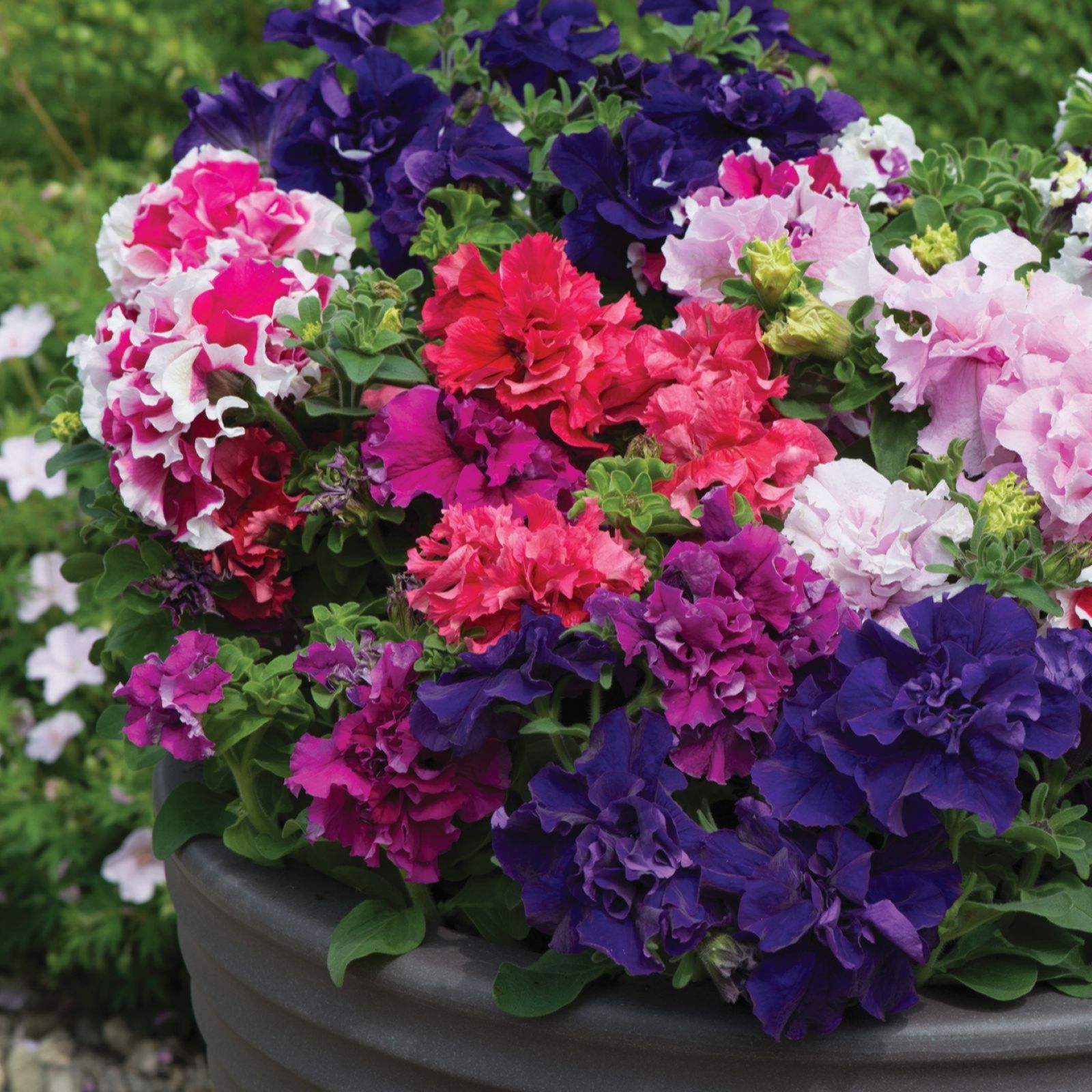 Thompson & Morgan 24 Garden Ready Plants + Incredibloom