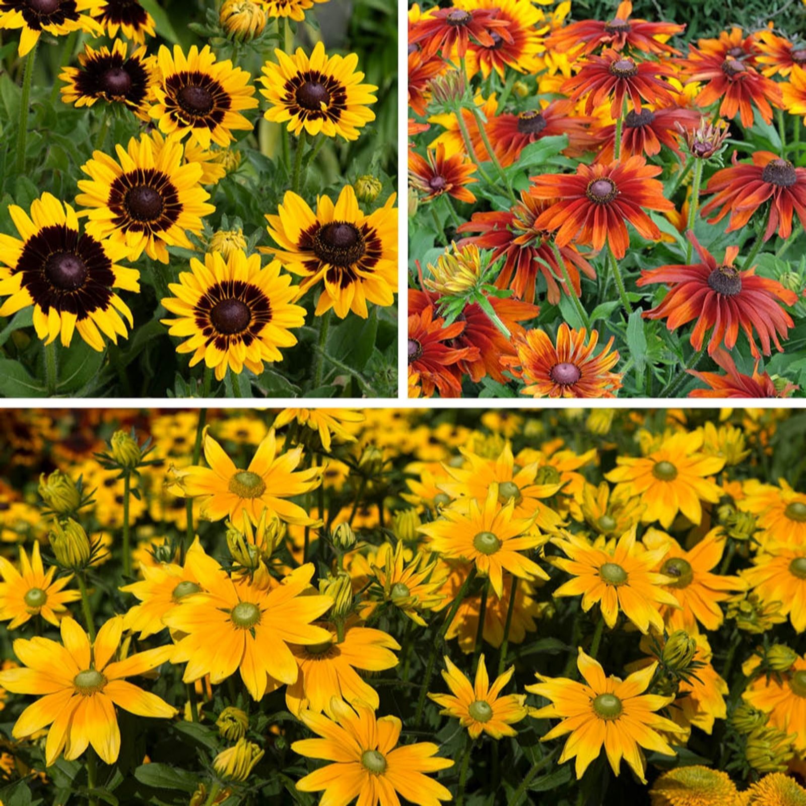 YouGarden Rudbeckia Hirta Collection in 3L Pots x3