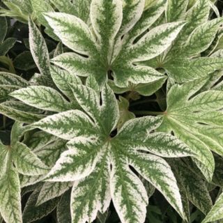 Plants2Gardens Fatsia Spiders Web in 7.5 Litre Pot