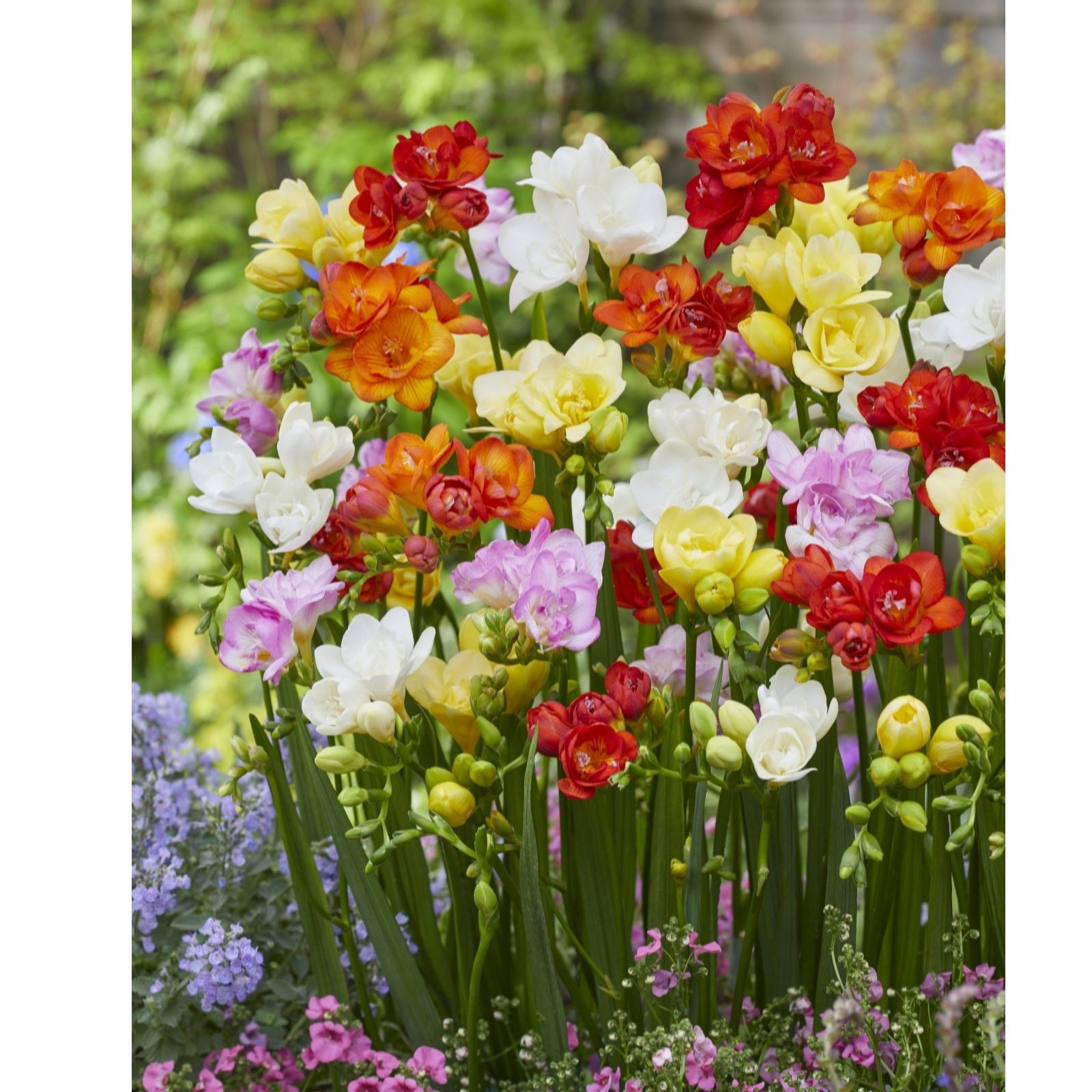 Thompson & Morgan Freesia Double Mix 100 Corms
