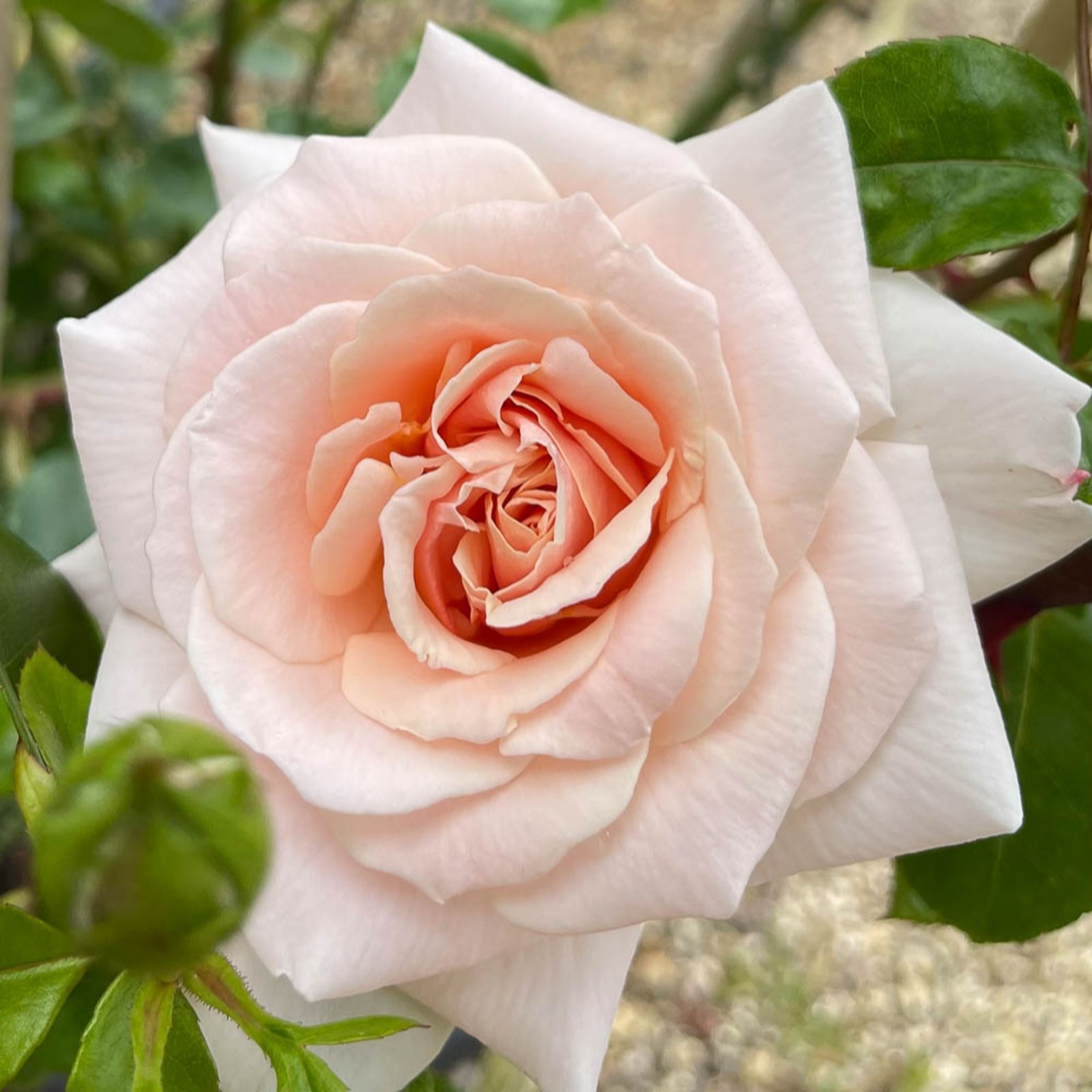 Harkness Roses Rose Penny Lane Climbing in a 3L-4L pot