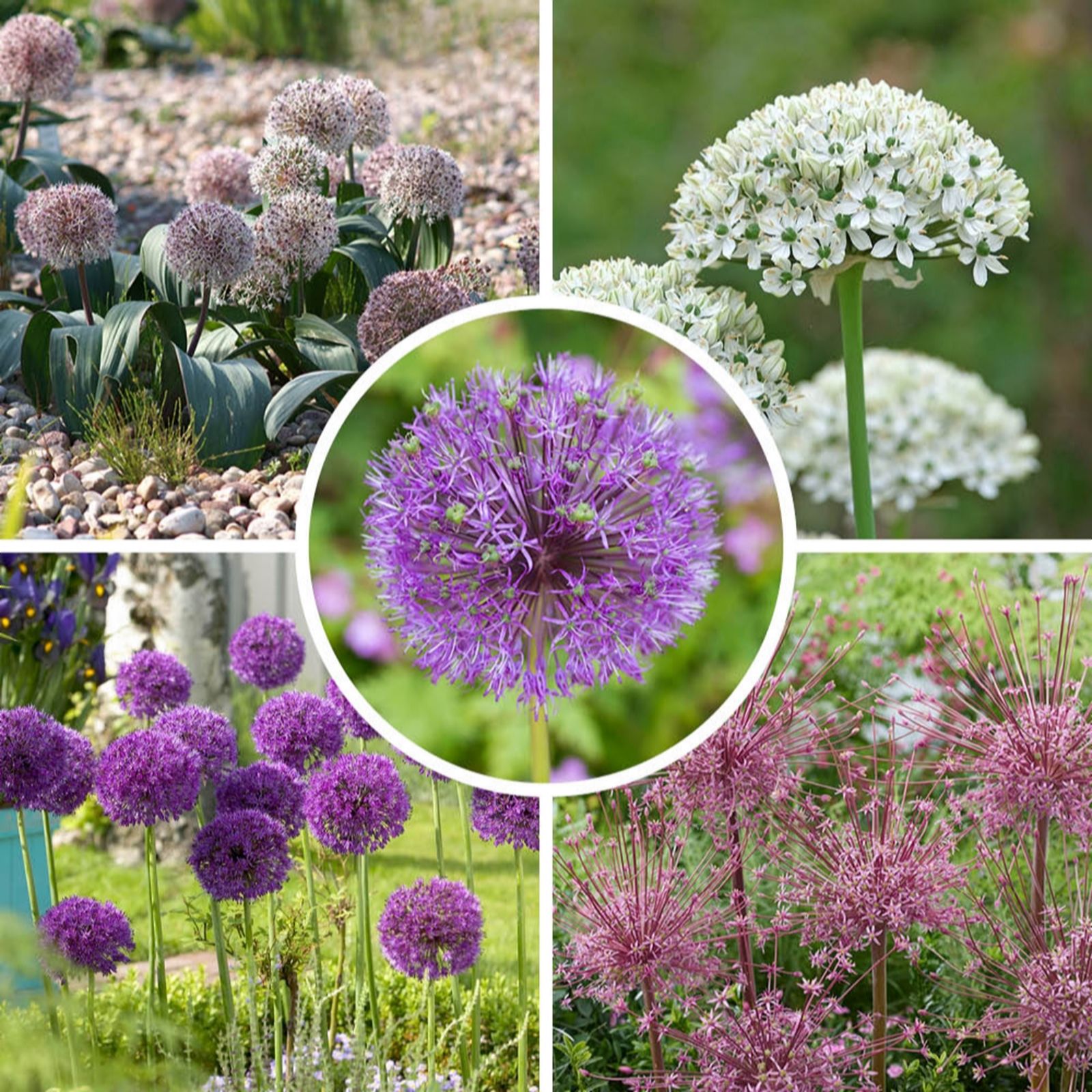 YouGarden Allium 'Big Impact Mixed' x20 bulbs