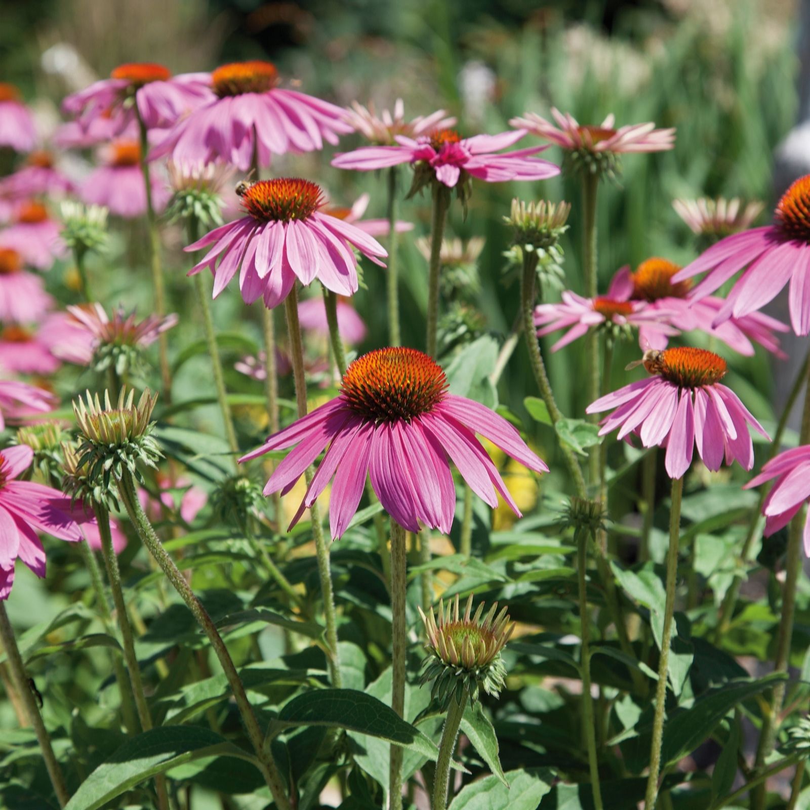 Plants2Gardens Echinacea Sombrero Pair