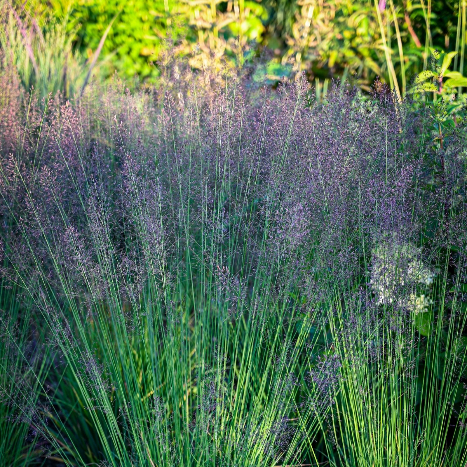 Plants 2 Gardens Molinia Banshee 2ltr