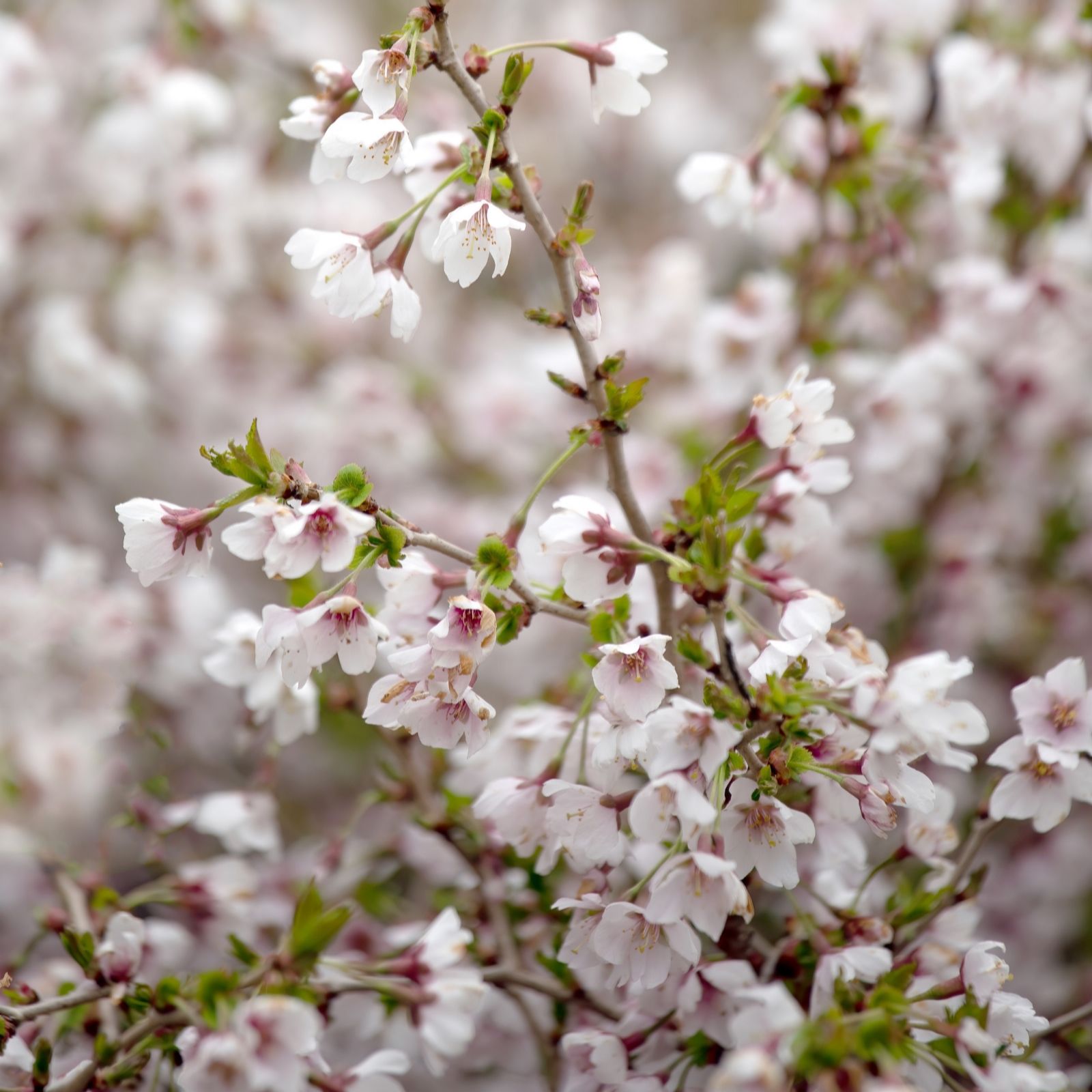 Richard Jackson 1x Prunus Kojo no Mai 2l pot