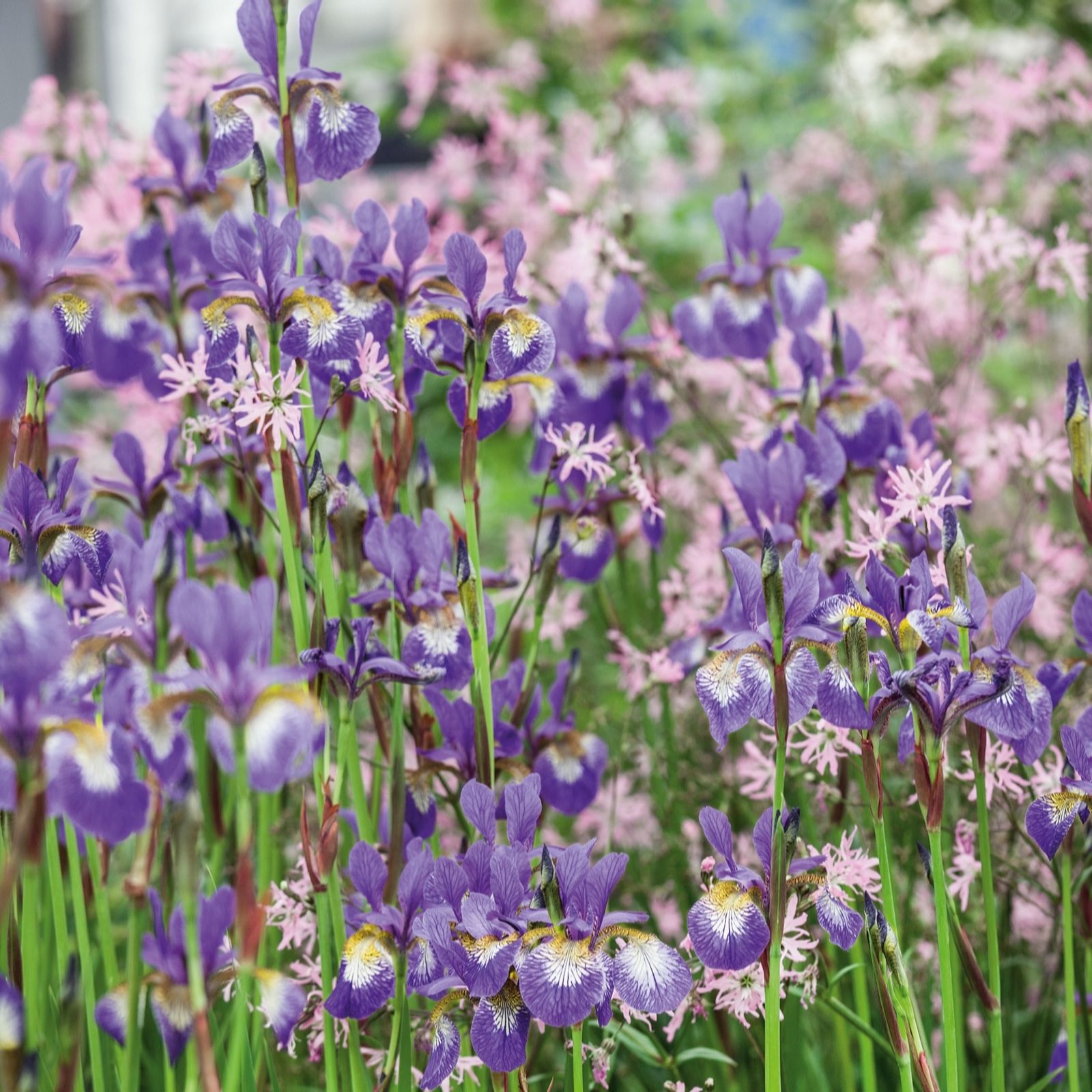 Plants2Gardens Iris Sibirica Collection 3 x Bare Root