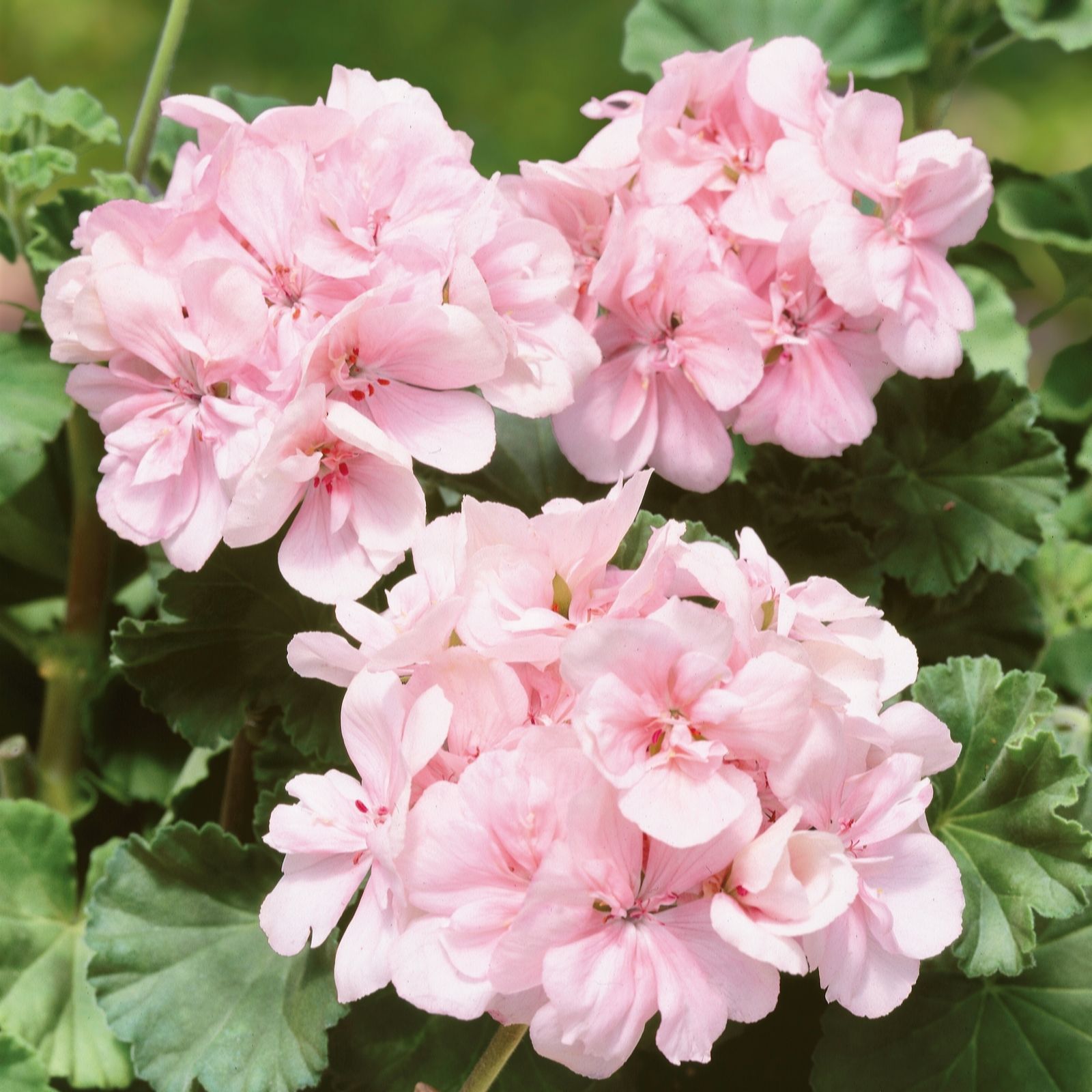 Plants2Gardens Candy Kiss Colour Combination Collection 10 x 9cm