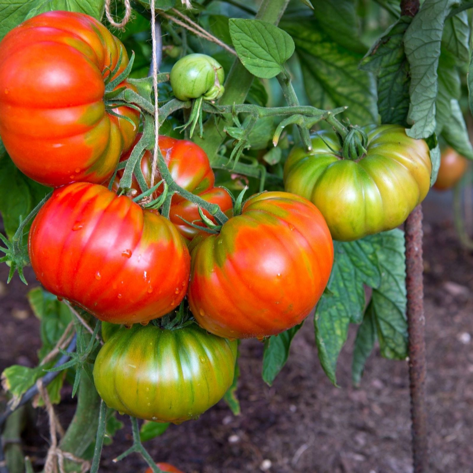 Suttons Tomato Heirloom Beefsteak Marmande 9cm Pot x 3