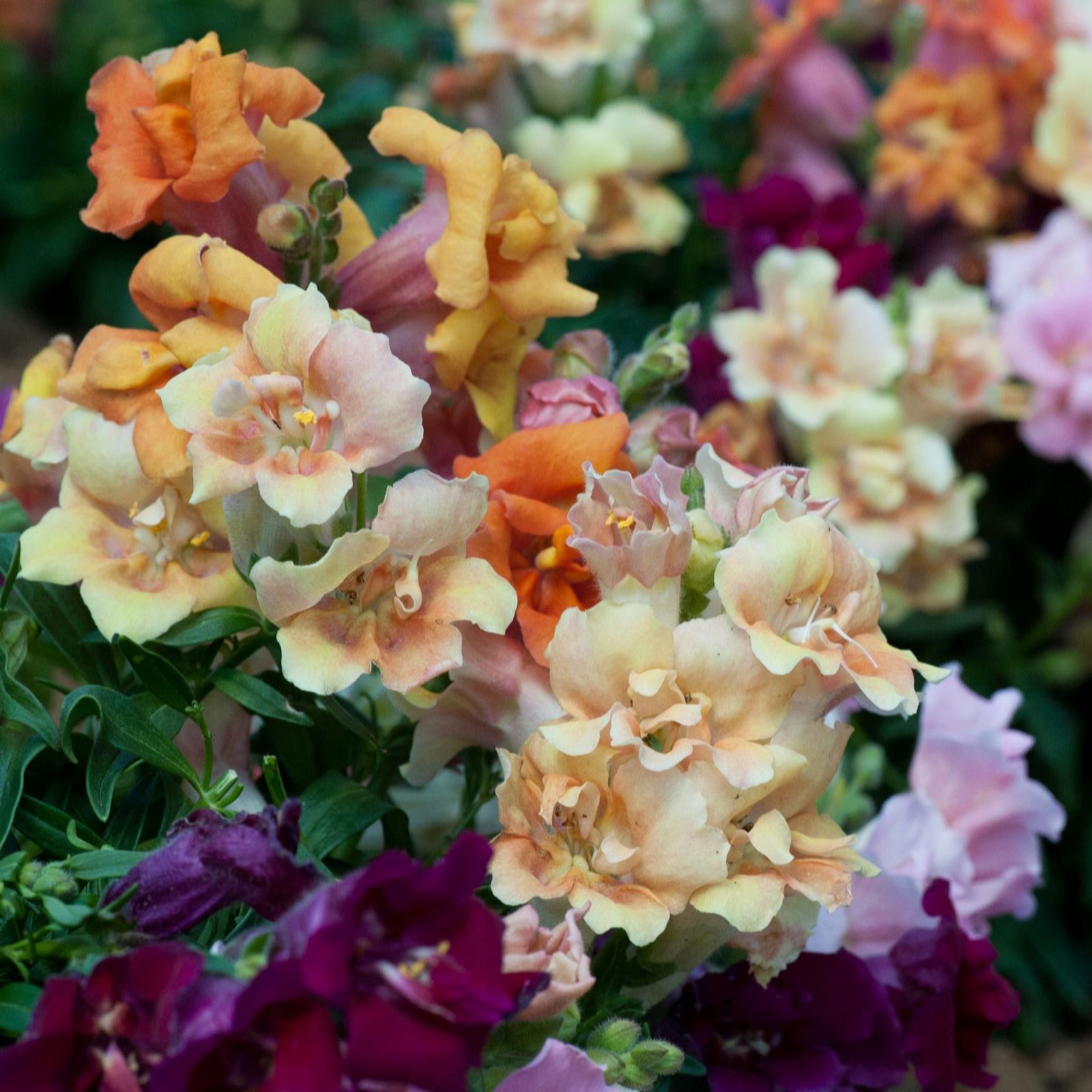 Thompson & Morgan Antirrhinum 'Mini Butterflies Mixed' Garden Ready x 12