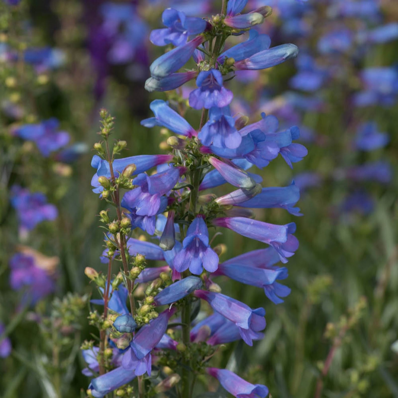 YouGarden Pair of Penstemon Heterophyllus Electric Blue in 3L Pots