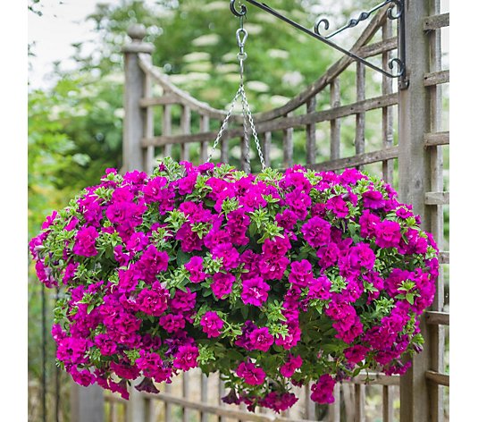 Hayloft Plants Hanging basket Kit Double Flowering Petunia Tumbelinas x 12