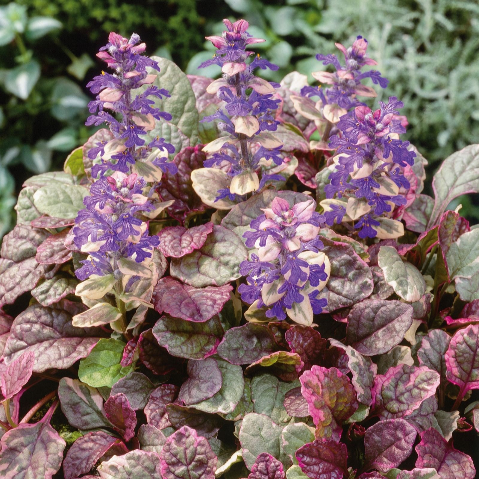 Plants 2 Gardens Ajuga Collection 5 x 9cm