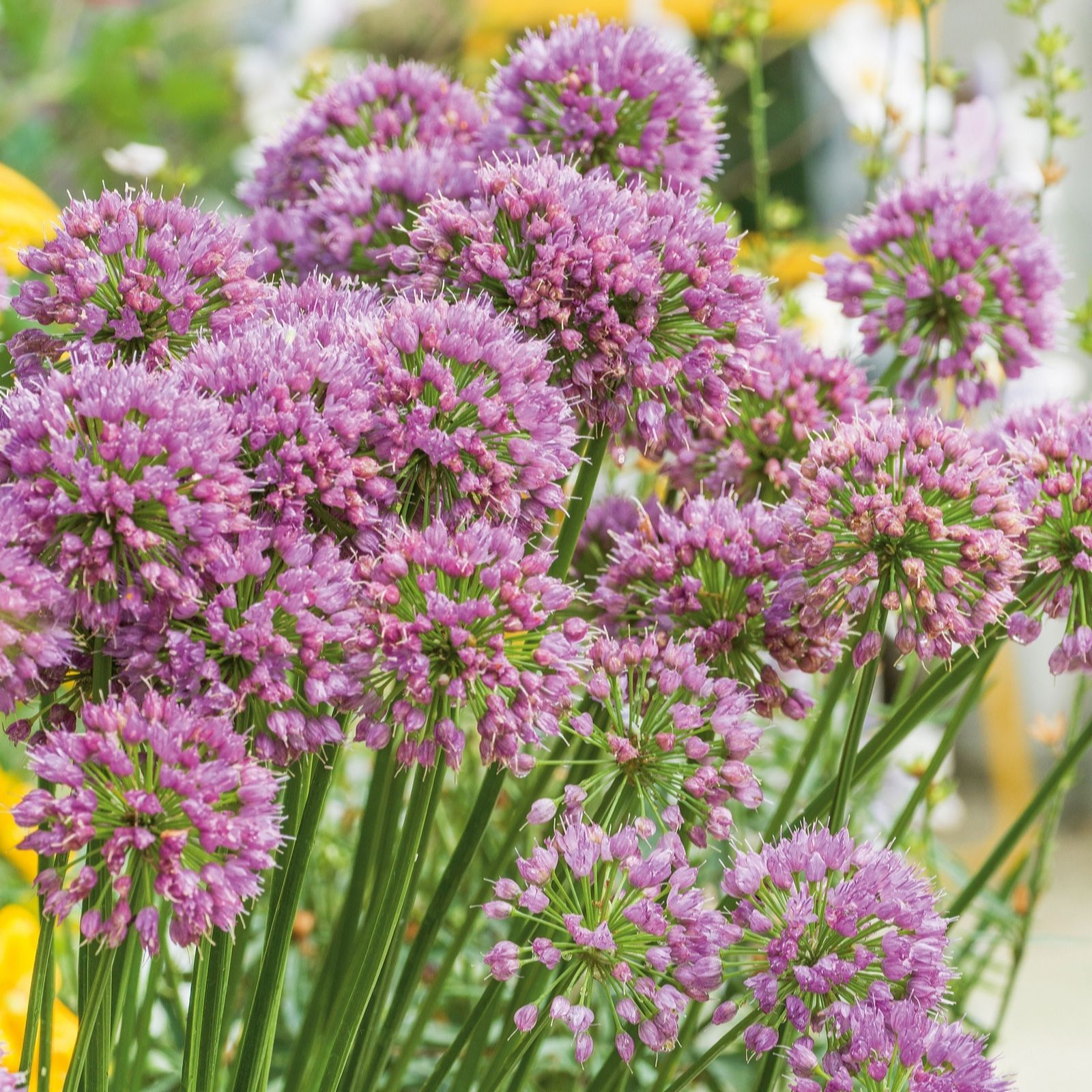 Plants2Gardens Allium Bubble Bath 3 x 9cm