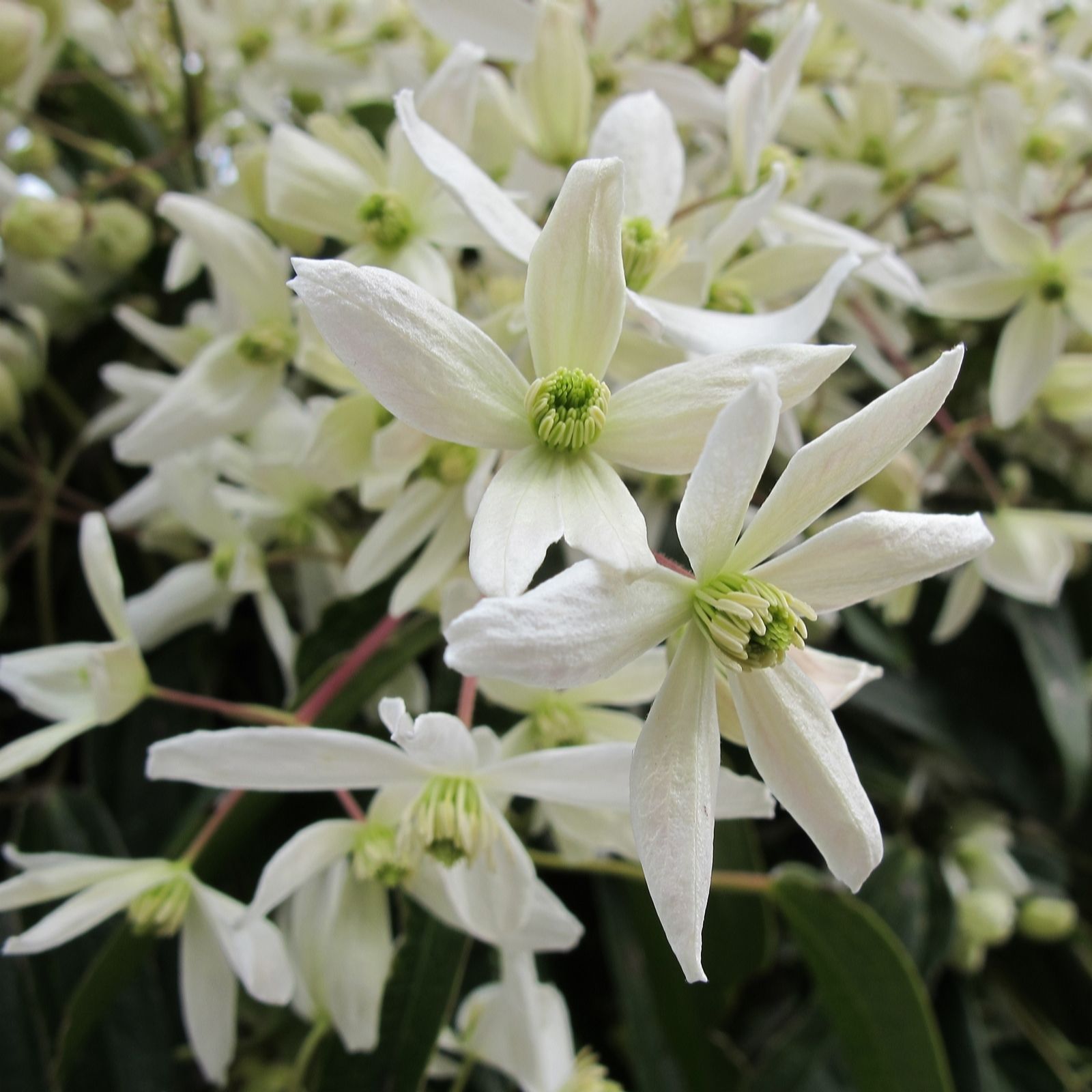 Hayloft Plants Clematis Armandii 2 Litre on a Cane