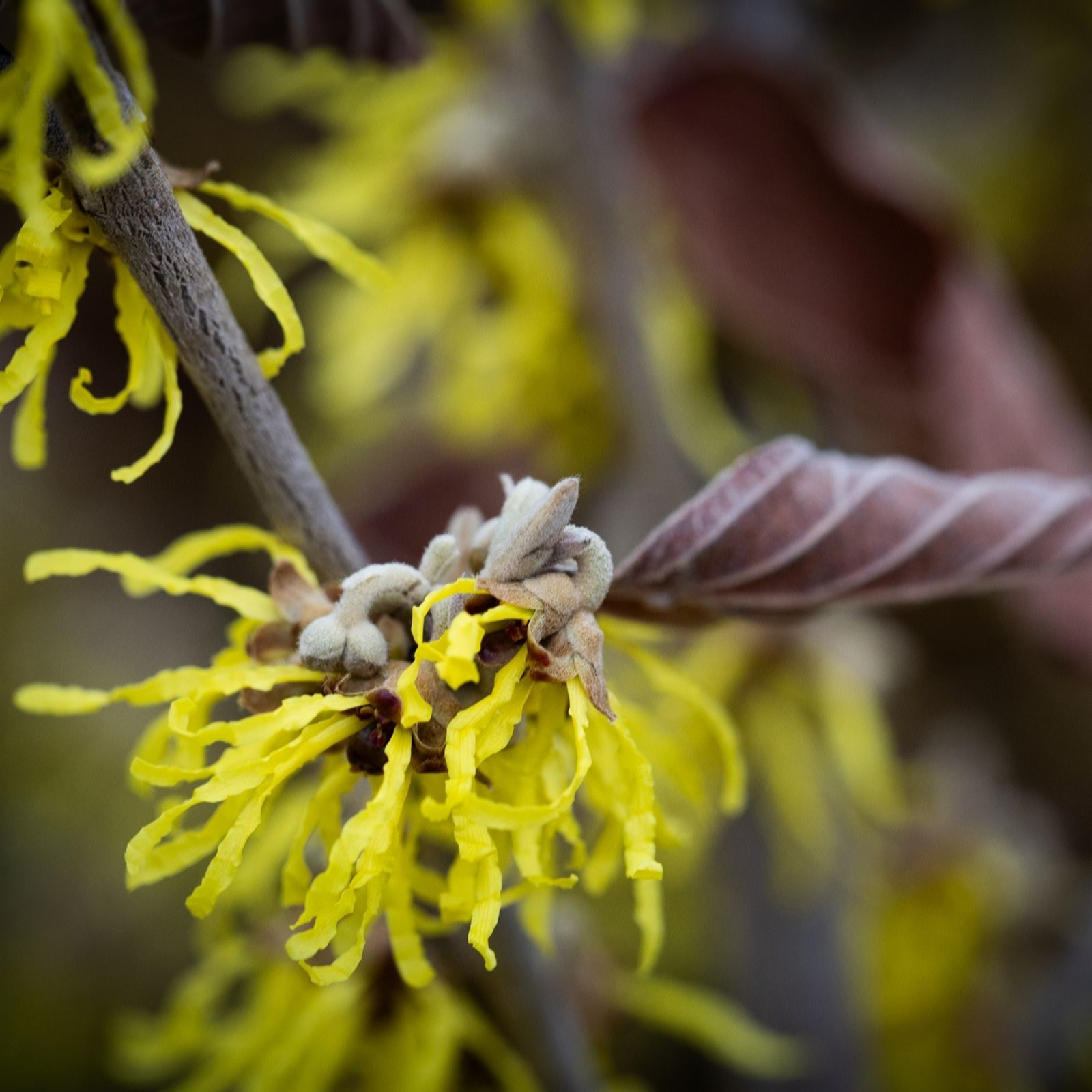 Frank P Matthews Hamamelis x int Arnold Promise in 12 Litre Container