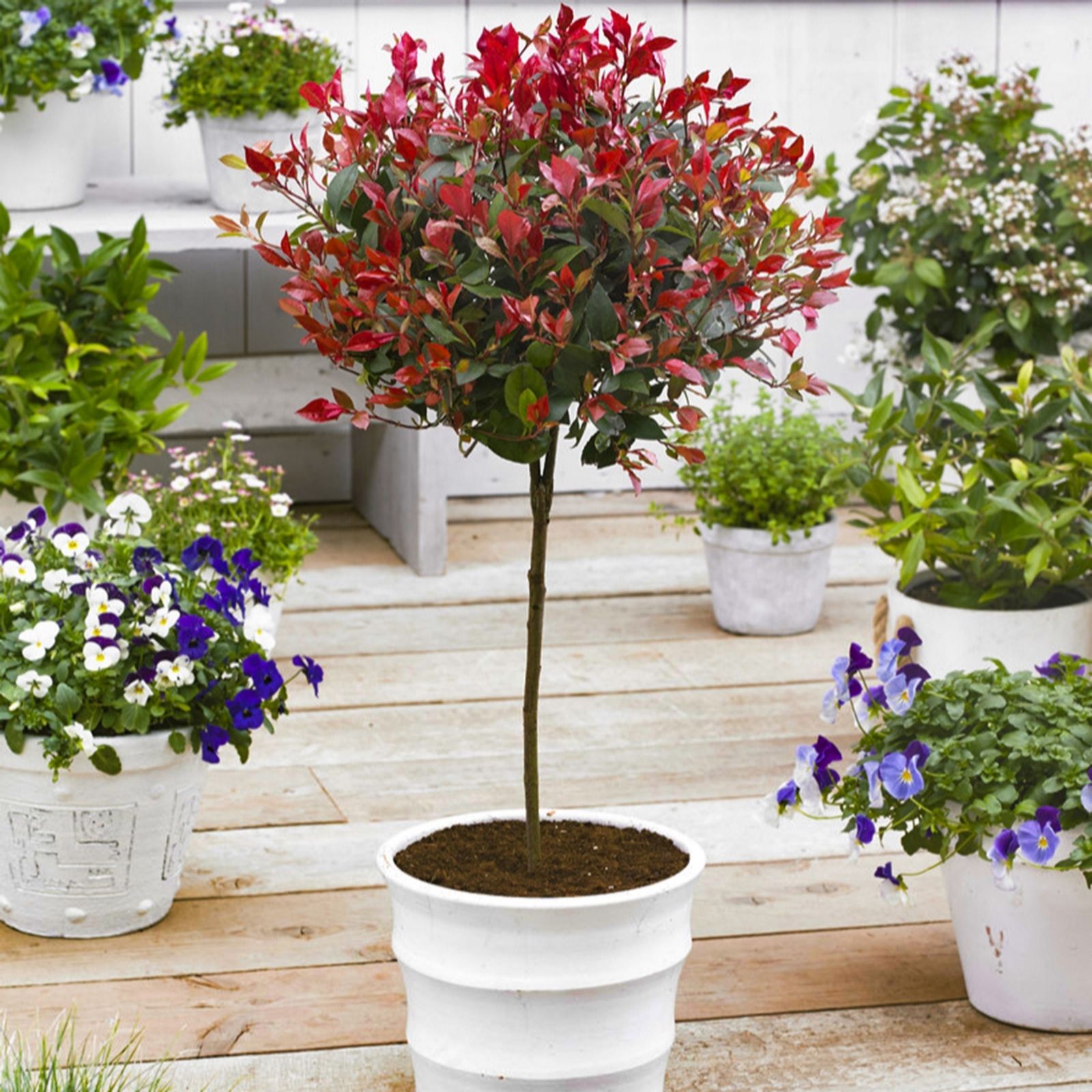 YouGarden Photinia 'Little Red Robin' standard in a 3L pot