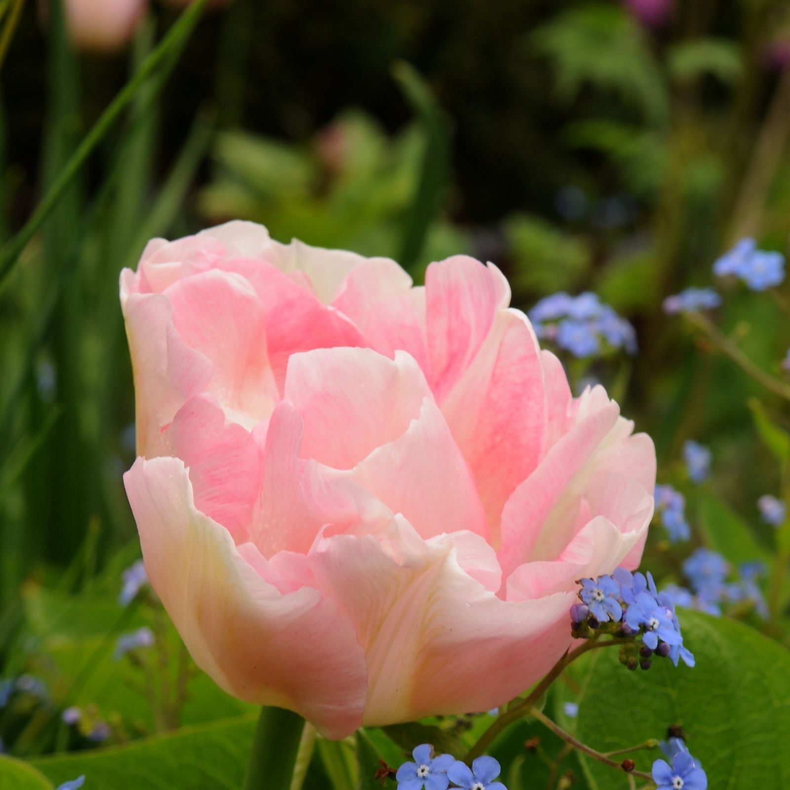 Thompson & Morgan Tulip Pretty in Pink Collection 32 Bulbs