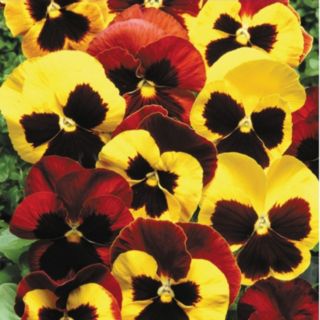 Thompson & Morgan Pansy Autumn Blaze Mixed Garden Ready Plants x24
