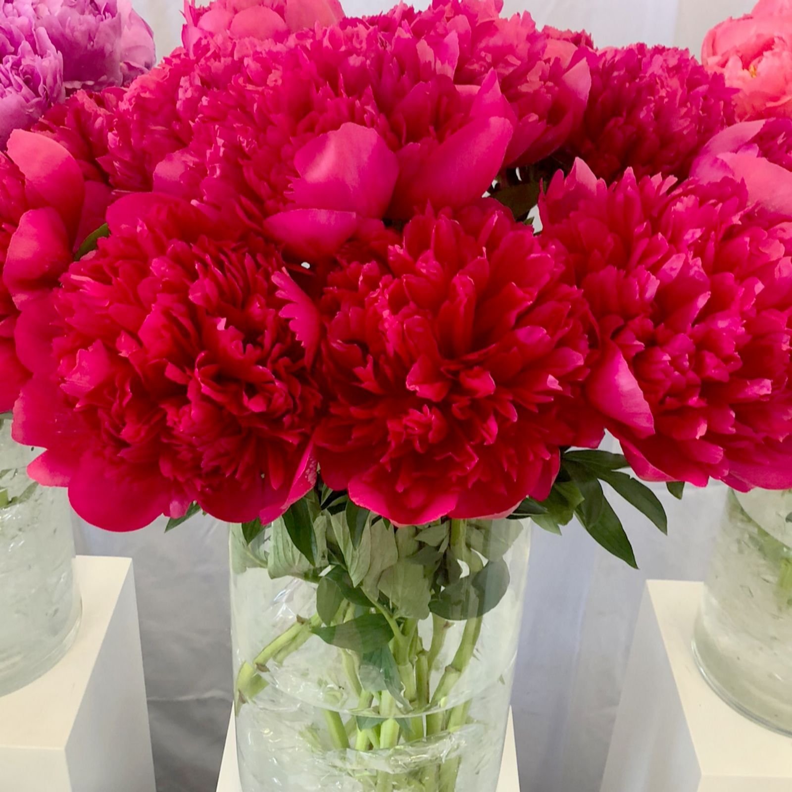 Richard Jackson's Belgravia Peony AAA Size Bare Root