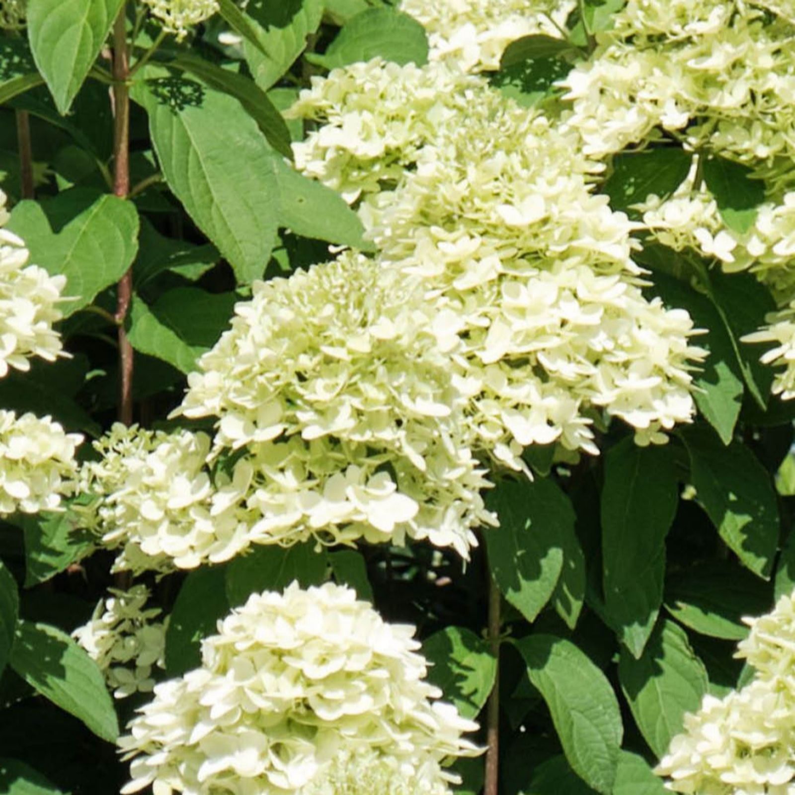 You Garden Hydrangea 'Magical Candle' standard in a 18cm pot
