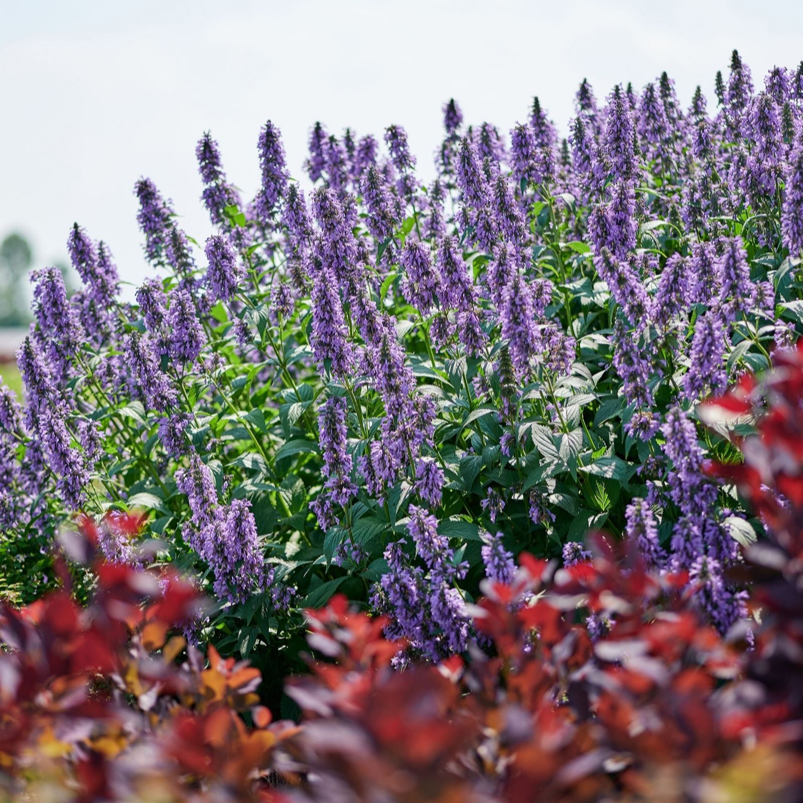 Plants 2 Gardens Nepeta Magical Mr Blue Sky 3 x 9cm