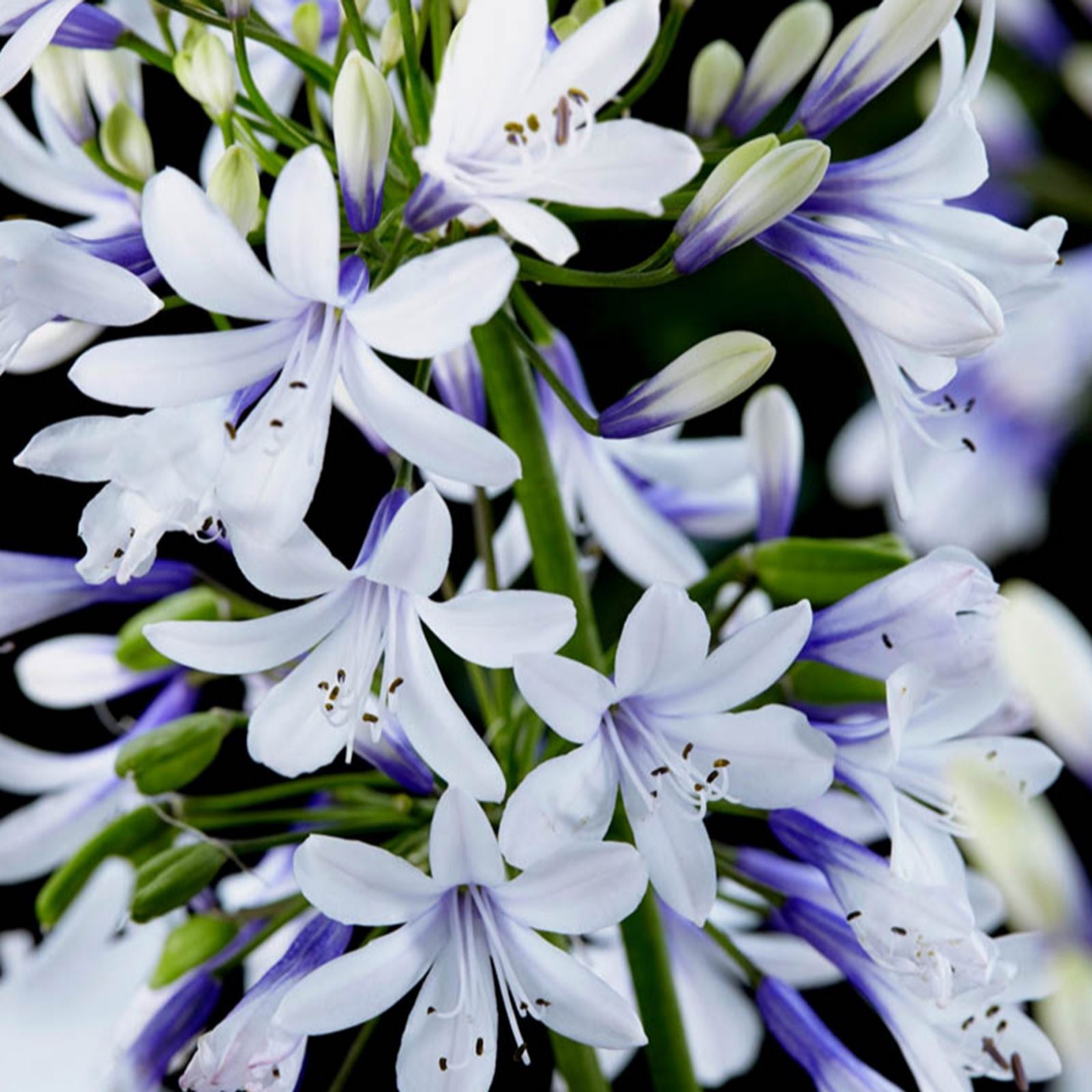 YouGarden Agapanthus 'Fireworks' in 3L Pots x2