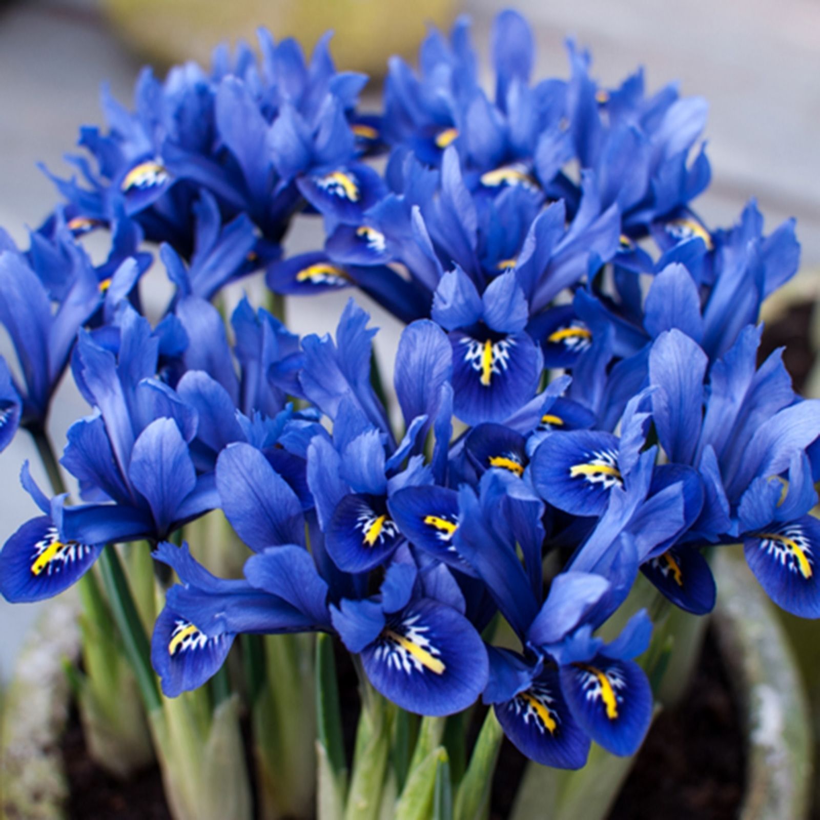 YouGarden Miniature Iris 'reticulata Blue' x60 bulbs