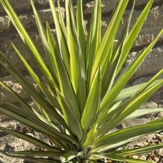 Plants2Gardens Yucca Jewel
