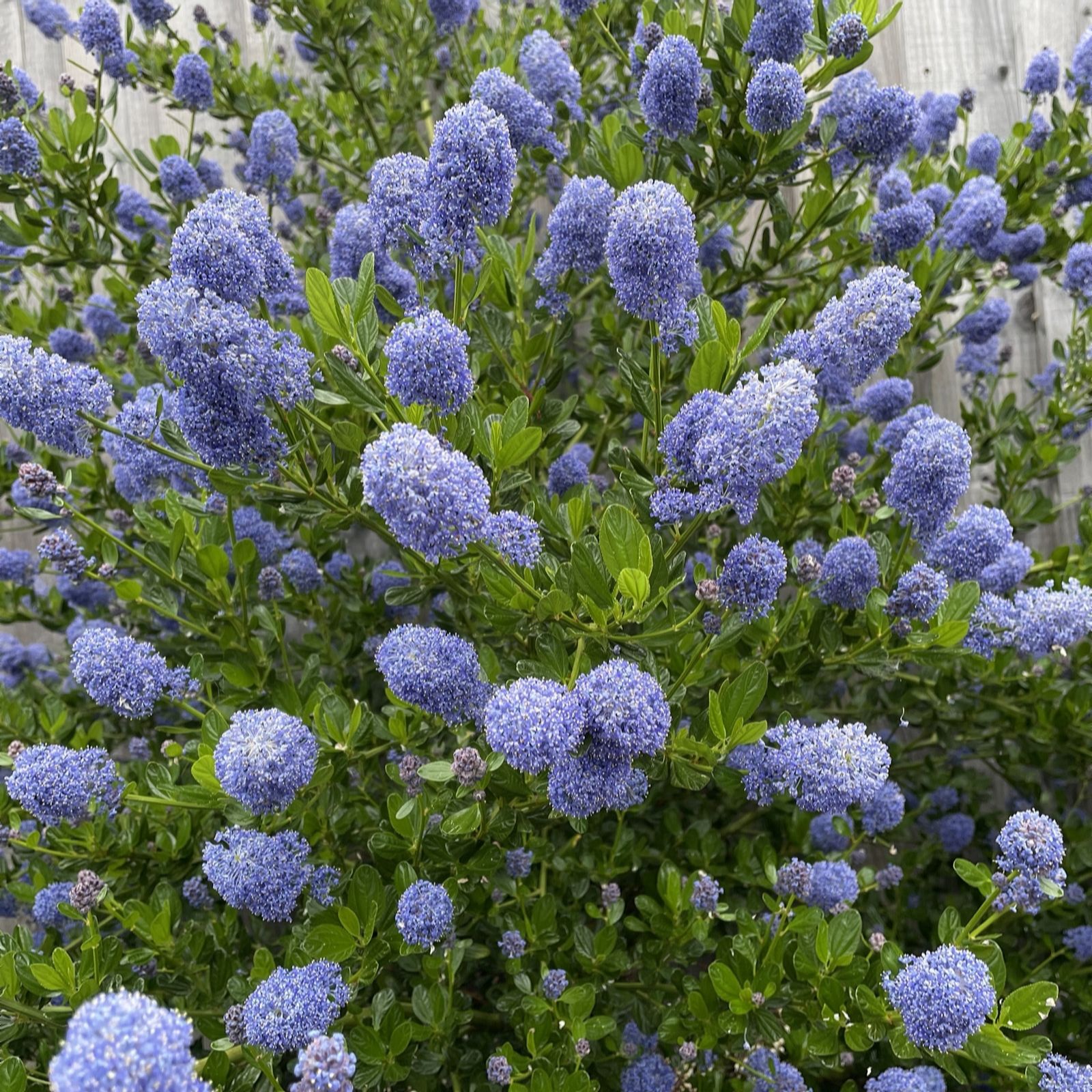 Plants 2 Gardens Ceanothus Autumnal Blue  4.5ltr
