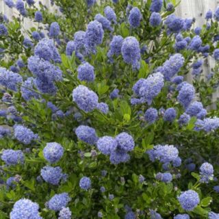 Plants2Gardens Ceanothus Autumnal Blue  4.5ltr