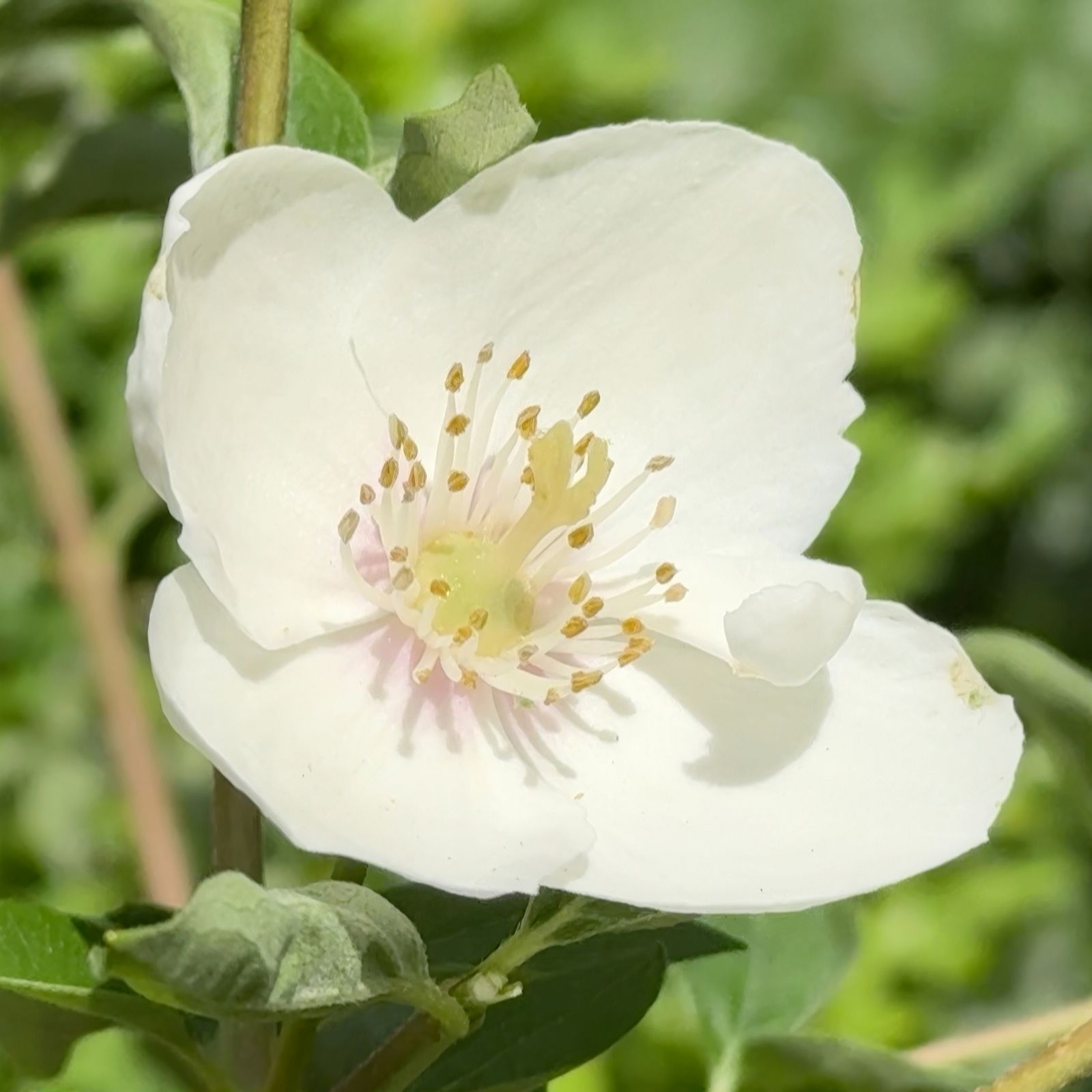Richard Jackson 1x Philadelphus Casa Azul 3l Pot