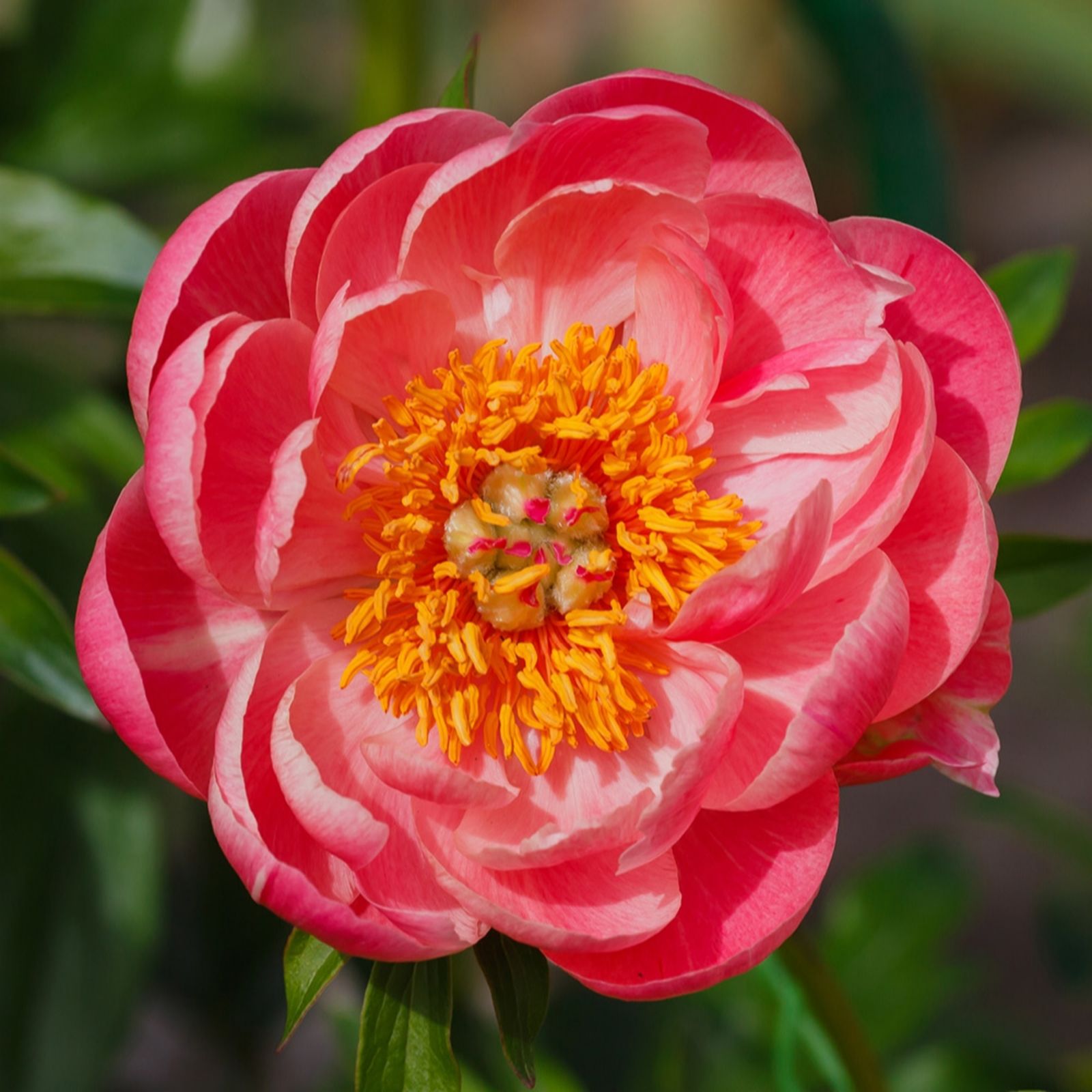 YouGarden Peony 'Coral Sunset' Bare Root x3