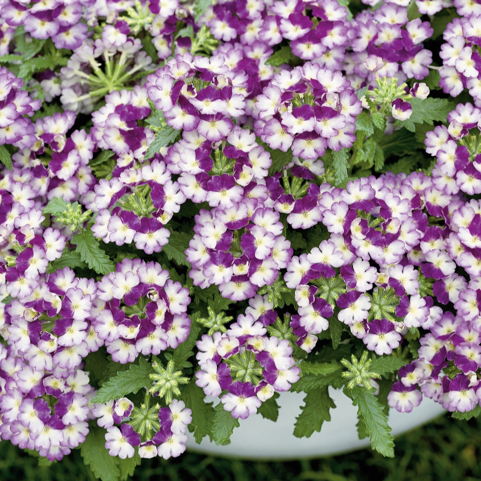 Plants2Gardens Verbena Vanessa Collection 5 x 9cm