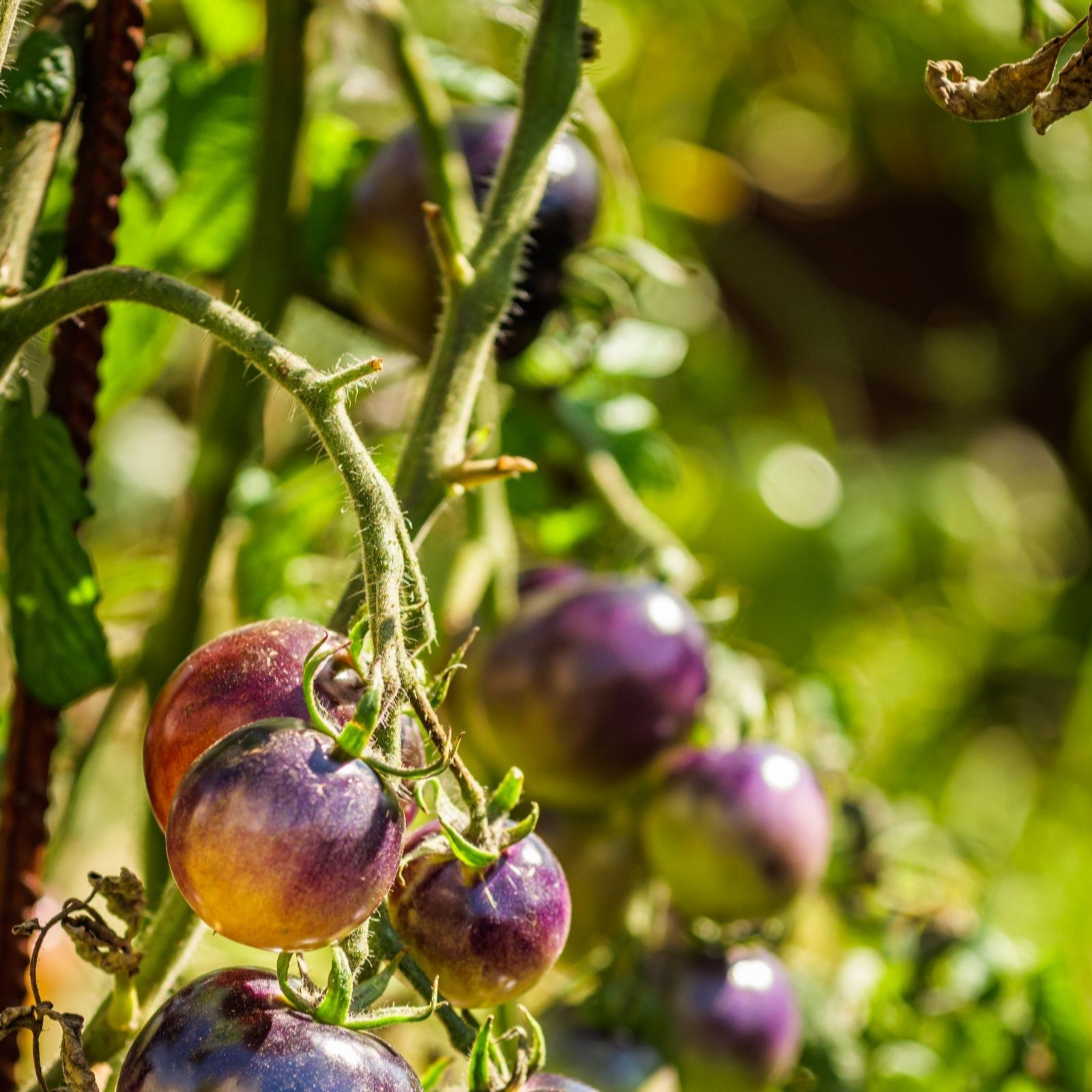 Suttons Tomato Heirloom Cherry Blue Berries 9cm Pot x 3