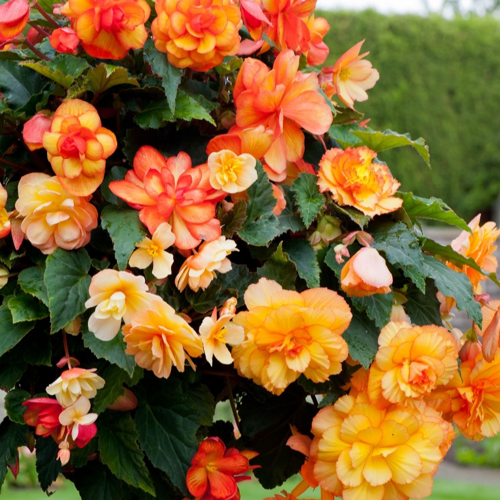 Thompson & Morgan Begonia Apricot Shades Improved Garden Ready x 24