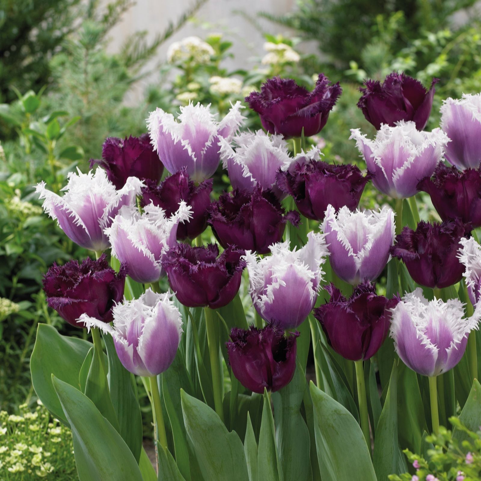 Thompson & Morgan Tulip Black Cherry Frost 32 Bulbs