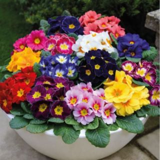 Thompson & Morgan Primrose Husky Mixed 12 Garden Ready Plants