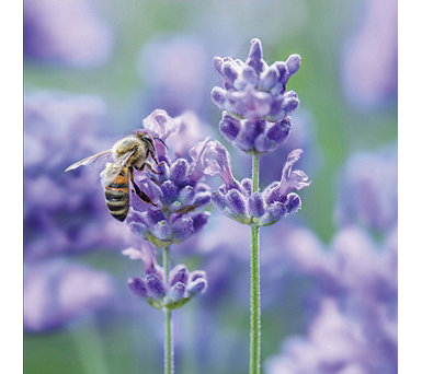  de Jager Kerley BeeZee Lavender Collection 8x 4.8cm Young Plants - 726252