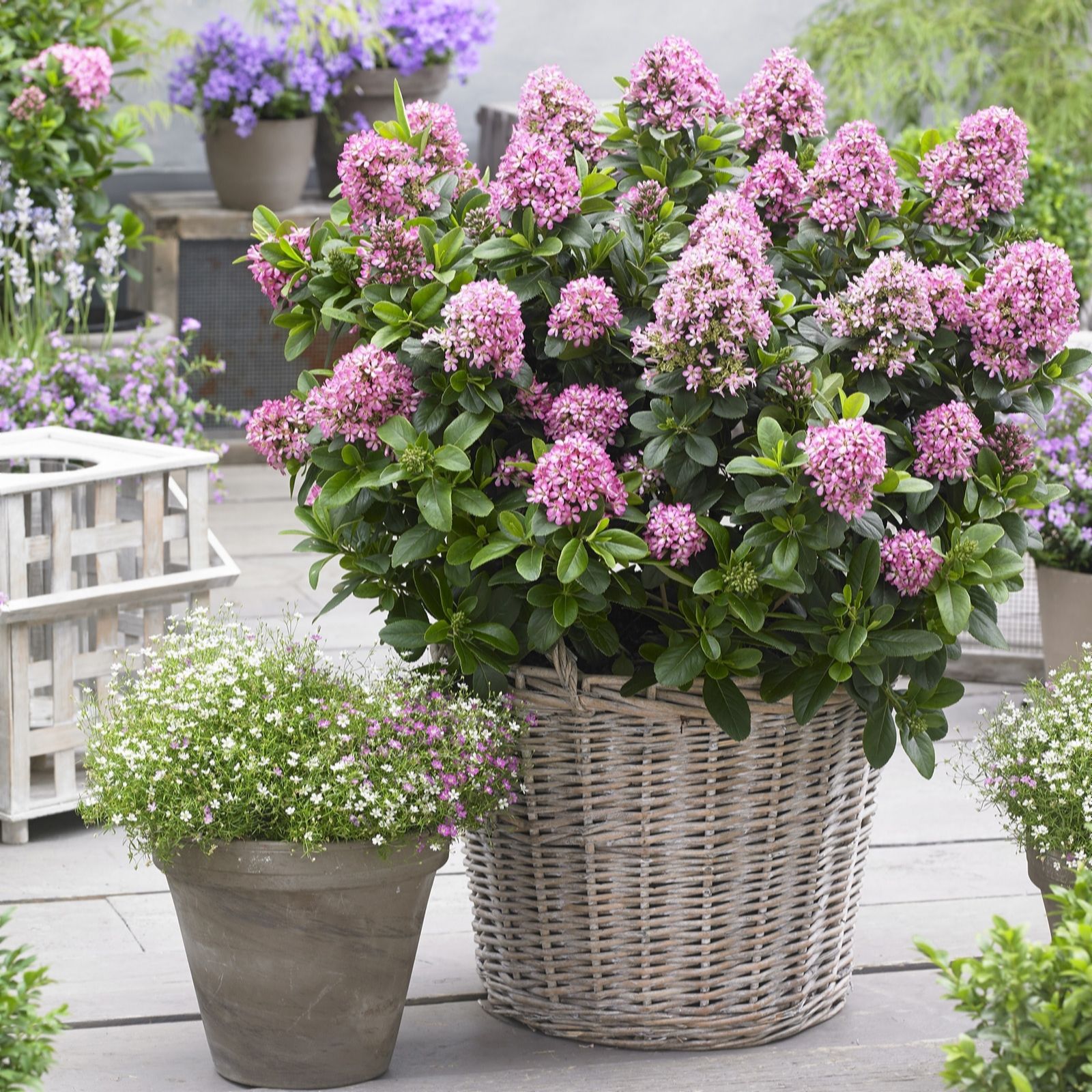 Plants2Gardens Escallonia Pink Elle 4.5ltr