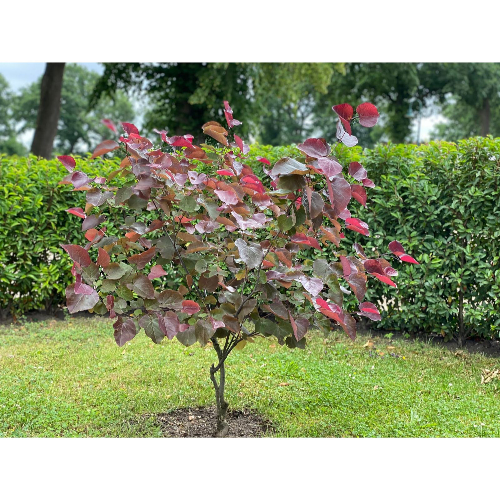 Thompson & Morgan Cercis canadensis Forest Pansy 10 Litre x 1