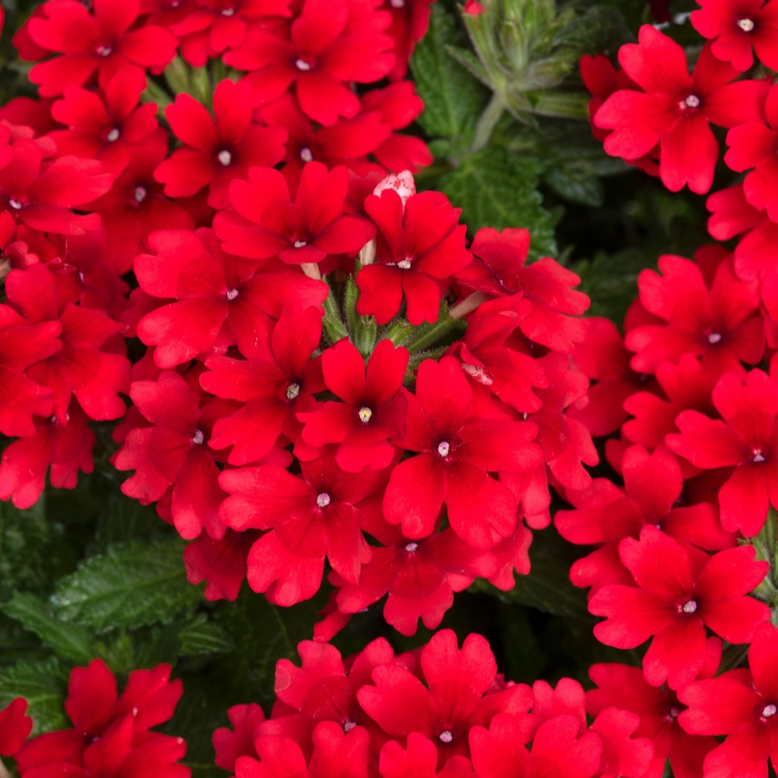 Plants2Gardens Verbena Drums Collection 5 x 9cm