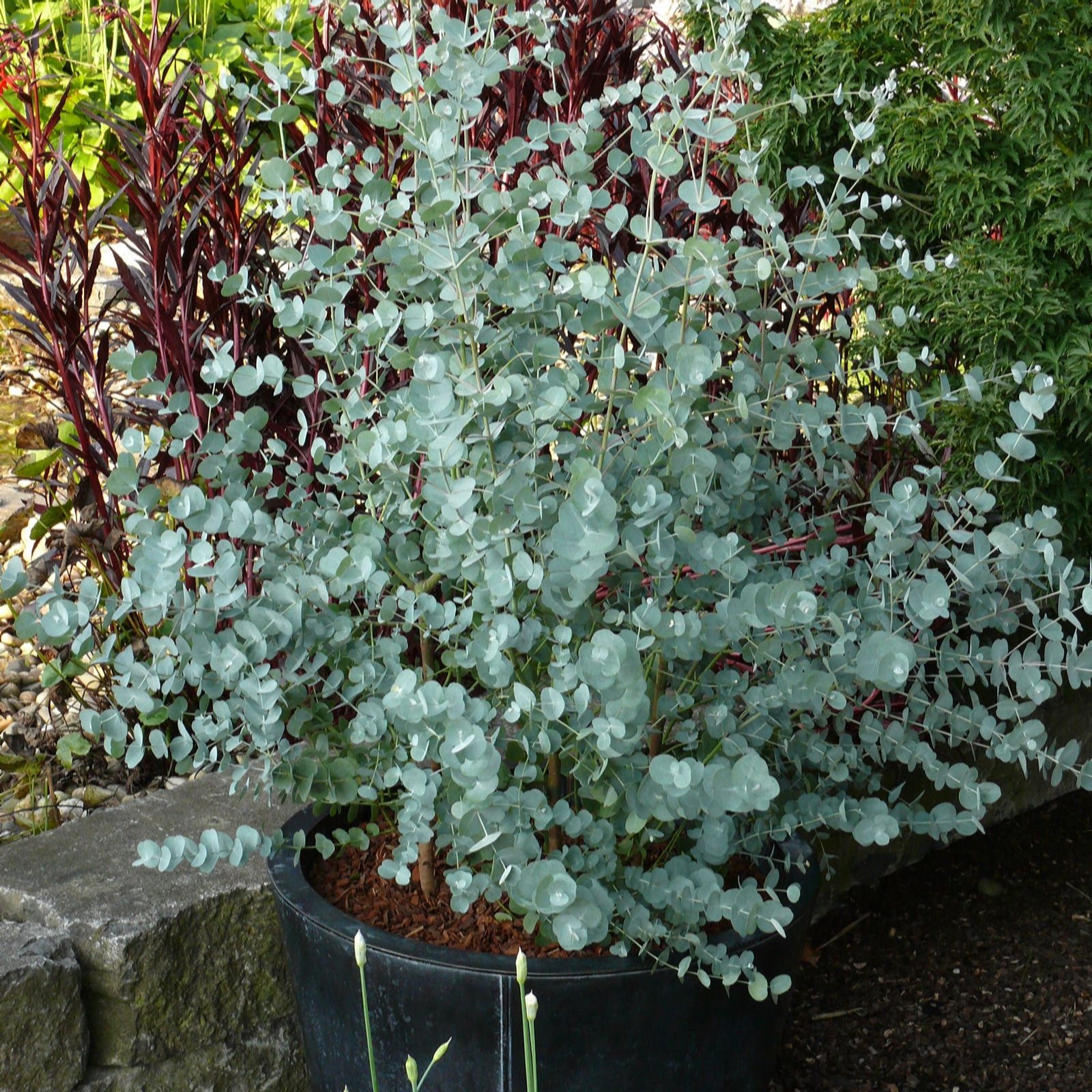 Plants 2 Gardens Eucalyptus Azura 4.5ltr