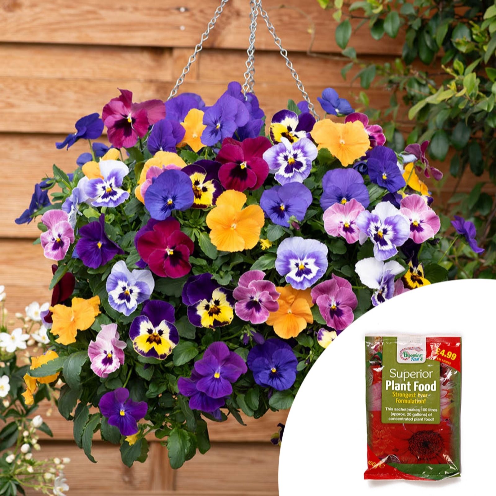 YouGarden Pansy 'Top Wave' Hanging Baskets with Fertiliser & Compost