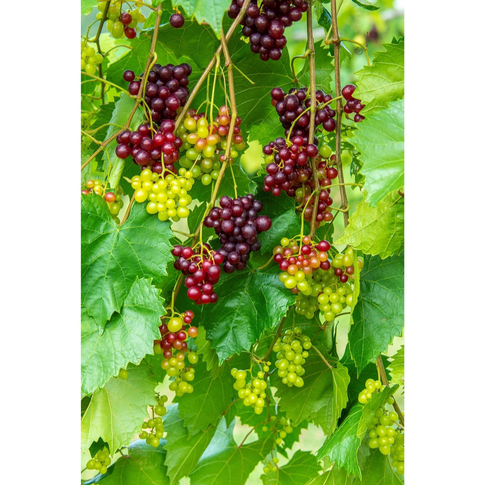 Thompson & Morgan Grape Razz Matazz 14cm Pot x1