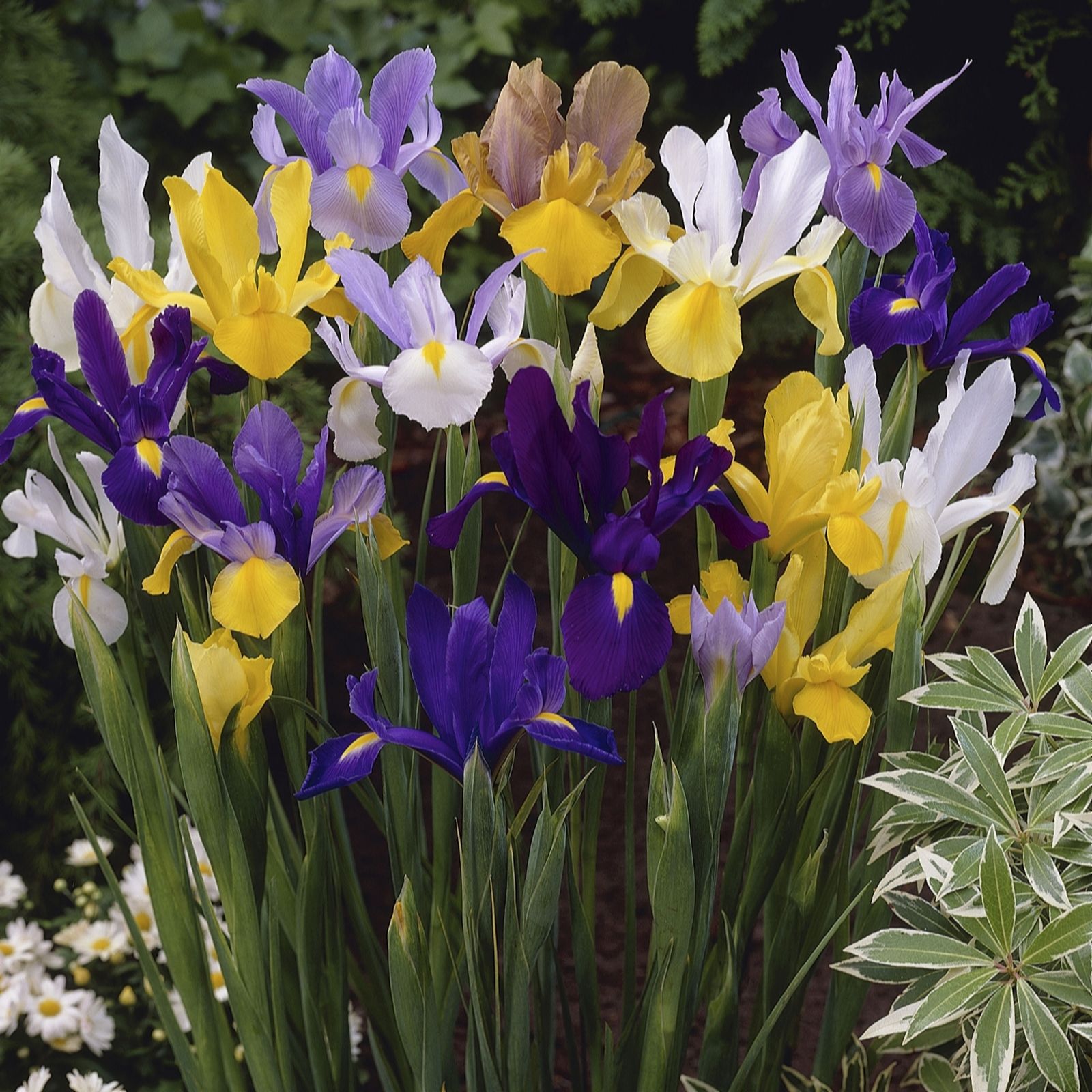 YouGarden Dutch Iris mixed x150 bulbs