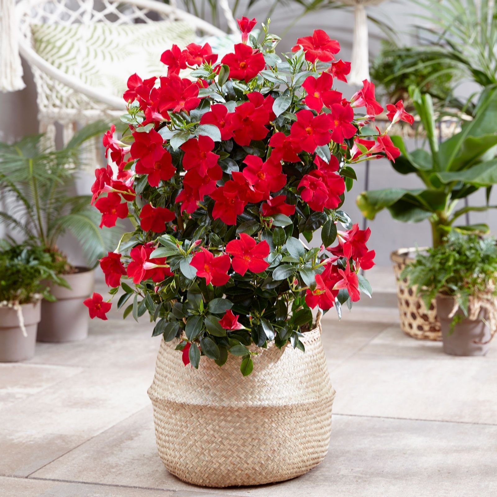 Plants2Gardens Sundaville Fashion Fan Trellis