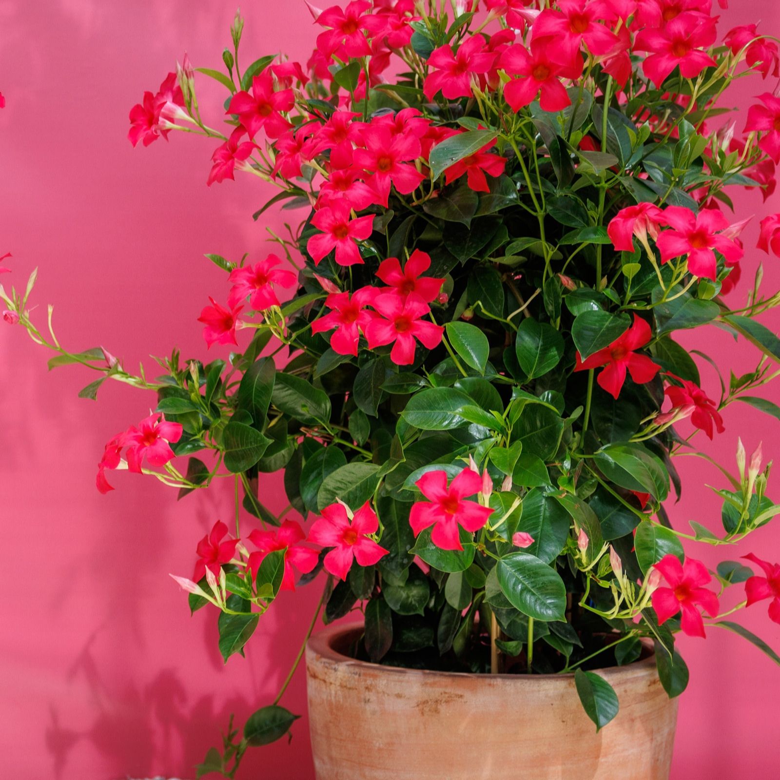 Plants2Gardens Sundaville Fashion Fan Trellis