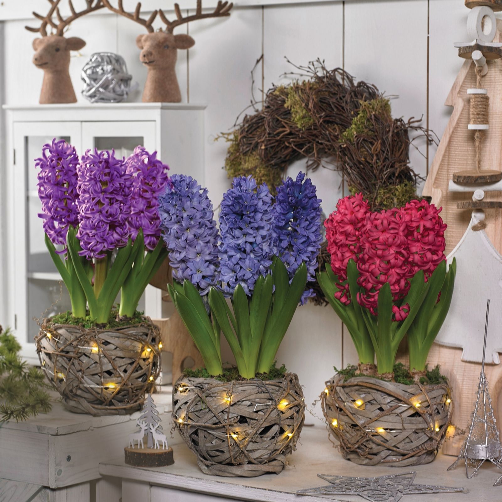 Hayloft Plants Hyacinth Baskets x 3