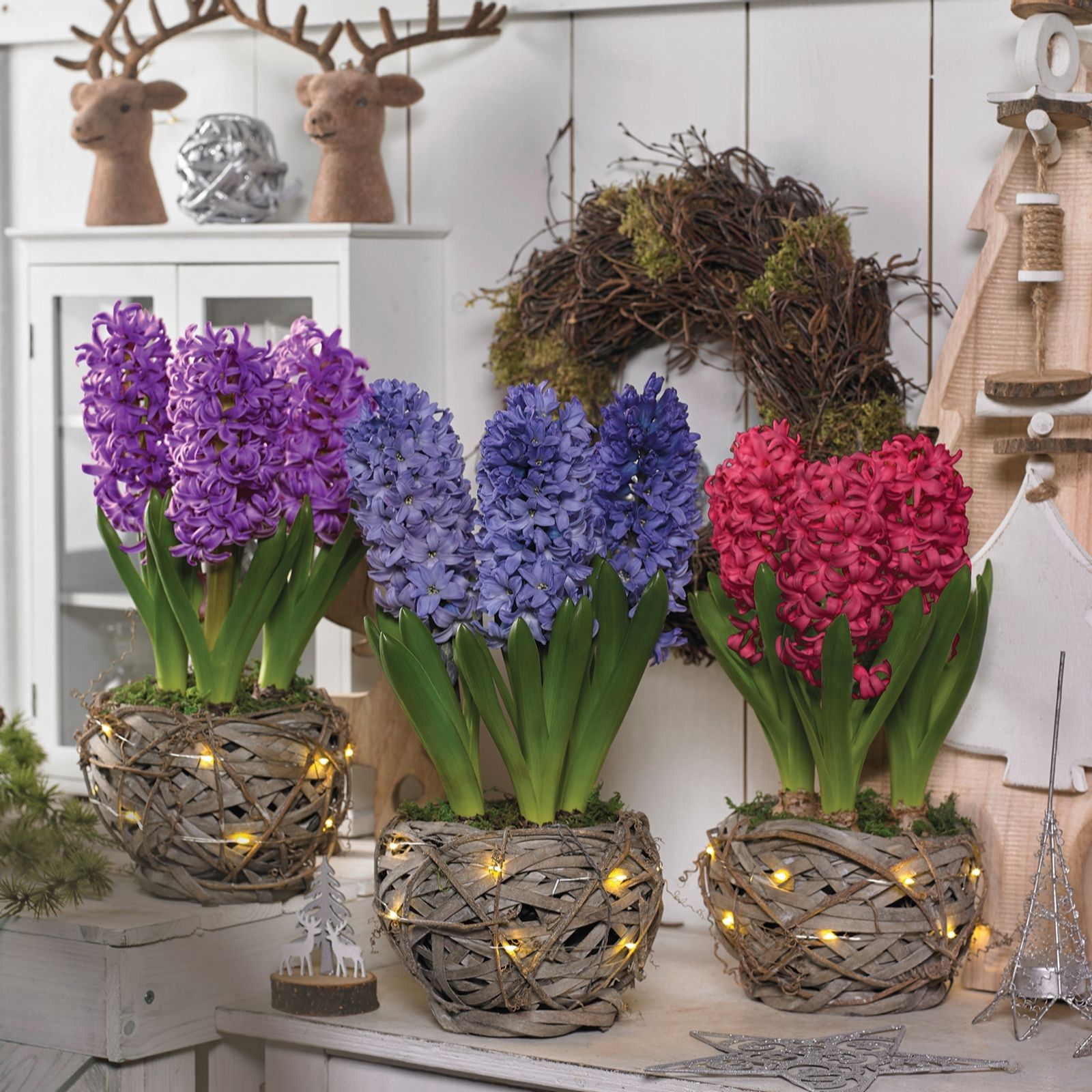 Hayloft Plants Hyacinth Baskets x 3